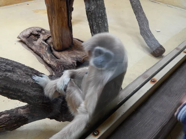 Monkeys Aviary Play — Stock Photo, Image