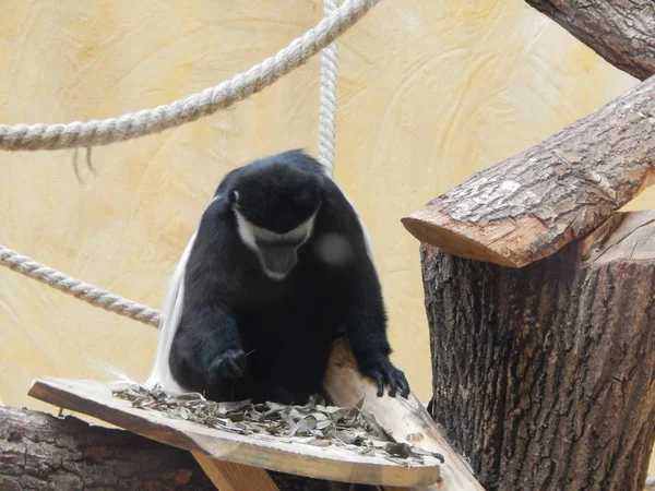 Macacos Peça Aviária — Fotografia de Stock