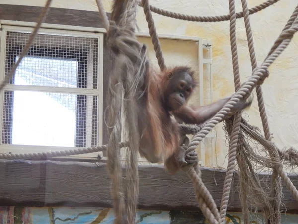 Monos Obra Aviario — Foto de Stock