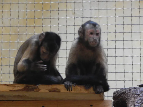 Monkeys Aviary Play — Stock Photo, Image