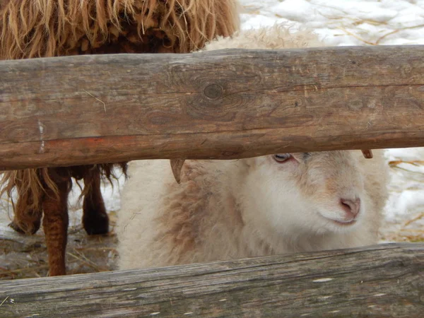 Moutons Moutons Dans Volière Ferme — Photo