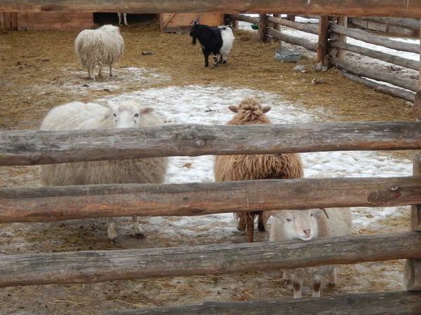 Moutons Moutons Dans Volière Ferme — Photo