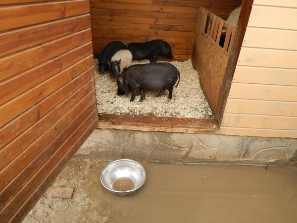 农场里鸟舍里的猪和野猪 — 图库照片