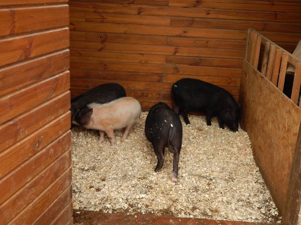 Varkens Wilde Zwijnen Volière Boerderij — Stockfoto