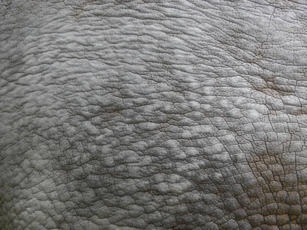 ウールと動物の皮の質感 — ストック写真
