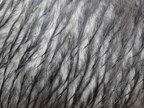 Tekstura wełnę i skóry zwierząt — Zdjęcie stockowe
