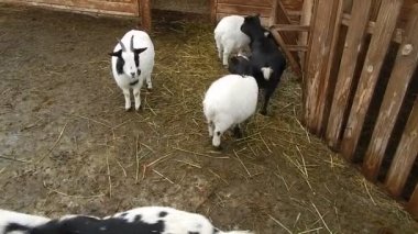 Keçi besleme için büyük kuş kafesi