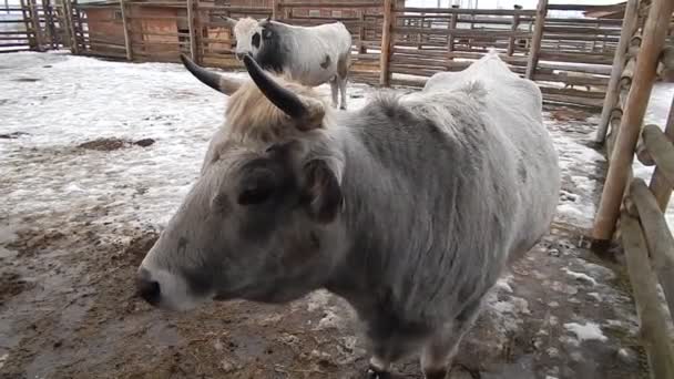 Buffalo Boerderij Volière Van Witte Wol — Stockvideo