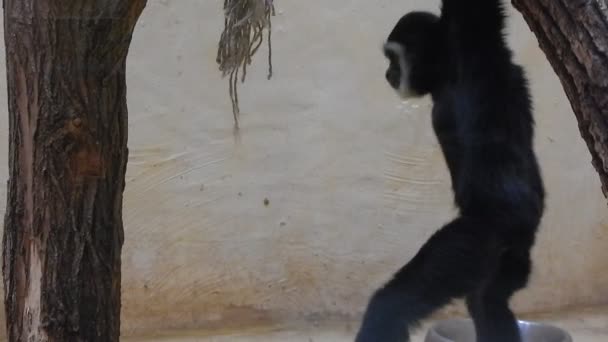 猴子在鸟舍戏剧 — 图库视频影像