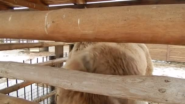 鳥小屋の農場でラクダを食べる — ストック動画