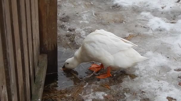 Goose Dricksvatten Från Pöl Voljär — Stockvideo