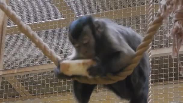 Πίθηκοι Στο Κλουβί Παιχνίδι — Αρχείο Βίντεο