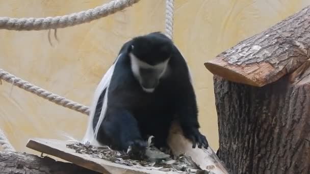 Macacos Peça Aviária — Vídeo de Stock