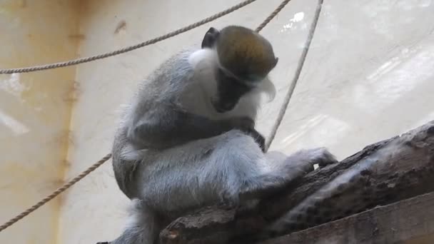 猴子在鸟舍戏剧 — 图库视频影像