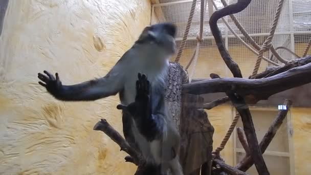 Singes dans le jeu de volière 