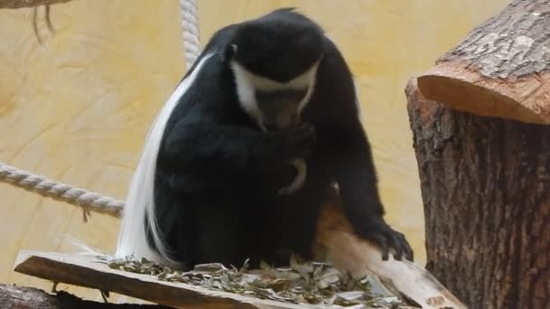Monkeys Aviary Play — Stock Video