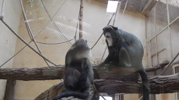 Monkeys Aviary Play — Stock Video