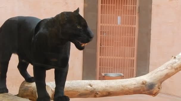 Black Cougar Sleeping Aviary — Stock Video