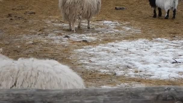 Ovejas Ovejas Aviario Granja — Vídeo de stock