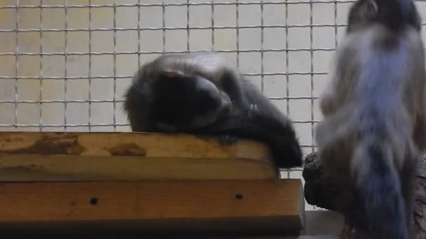 Πίθηκοι Στο Κλουβί Παιχνίδι — Αρχείο Βίντεο