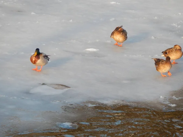 Enten Sitzen Auf Dem Eis Und Schwimmen Fluss — Stockfoto