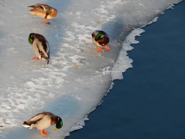 Ducks sit on the ice and swim in the river