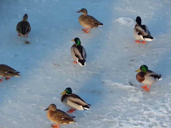 Ducks sit on the ice and swim in the river