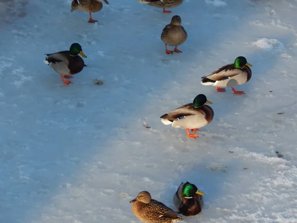 Ducks sit on the ice and swim in the river