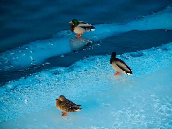 Ducks sit on the ice and swim in the river