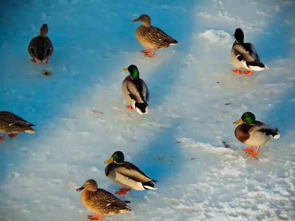 Ducks sit on the ice and swim in the river