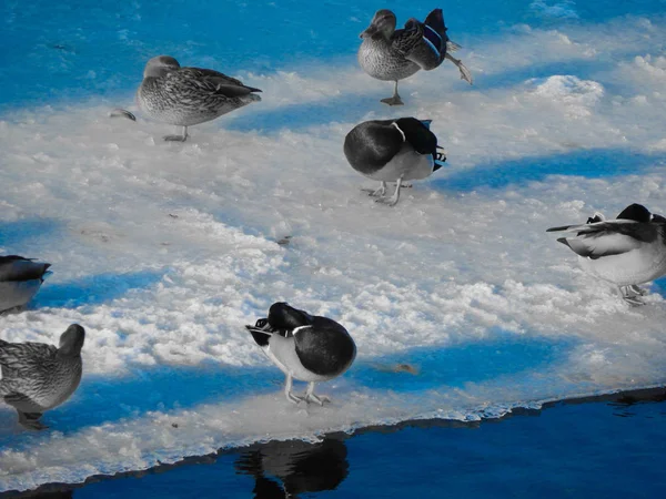 Enten Sitzen Auf Dem Eis Und Schwimmen Fluss — Stockfoto