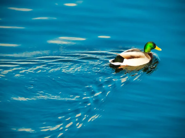 Ducks Sit Ice Swim River — Stock Photo, Image