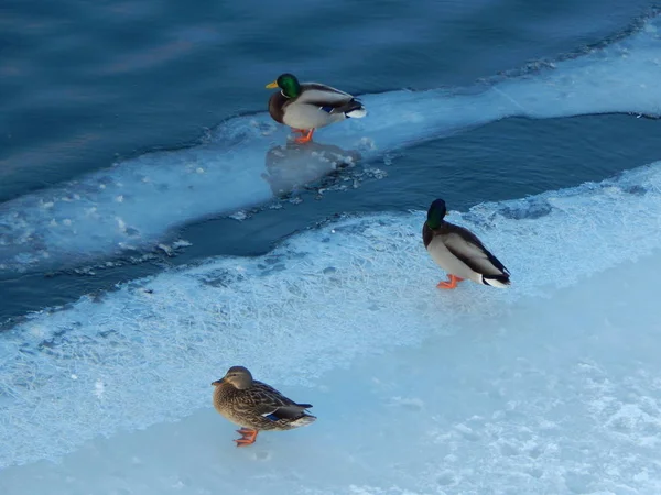 Ducks sit on the ice and swim in the river