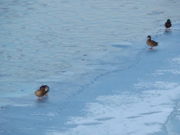 Enten Sitzen Auf Dem Eis Und Schwimmen Fluss — Stockfoto