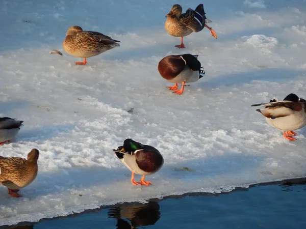 Enten Sitzen Auf Dem Eis Und Schwimmen Fluss — Stockfoto