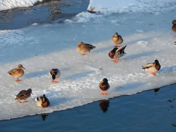 Enten Sitzen Auf Dem Eis Und Schwimmen Fluss — Stockfoto