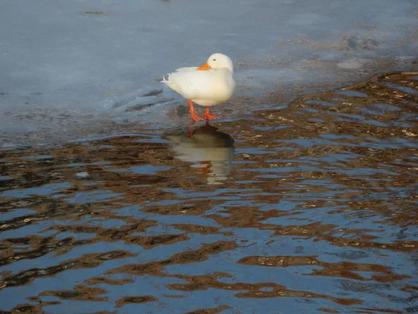 Enten Sitzen Auf Dem Eis Und Schwimmen Fluss — Stockfoto