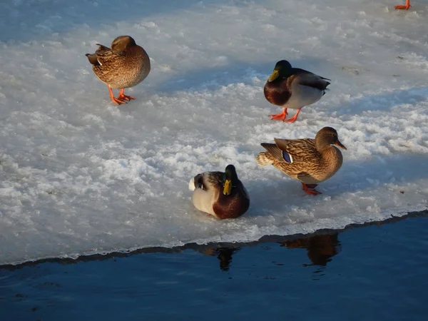 Ducks sit on the ice and swim in the river