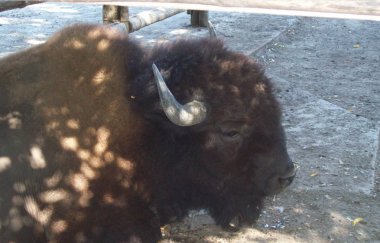 Büyük kuş kafesi açık hava Parkı hayvanlarda