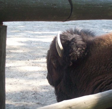 Büyük kuş kafesi açık hava Parkı hayvanlarda