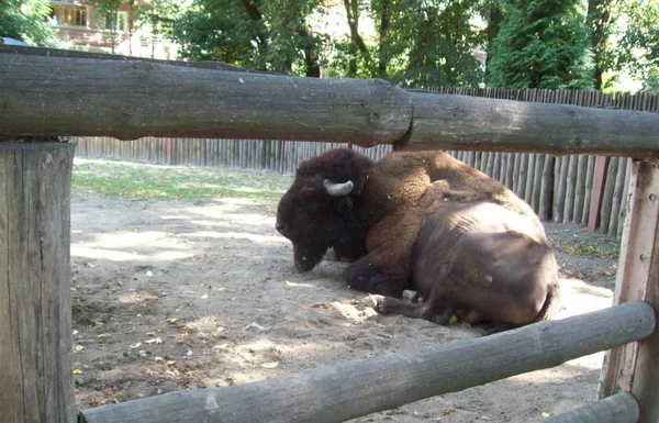 Animals Aviary Open Air Park — Stock Photo, Image