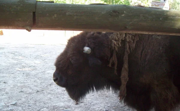 Animales Parque Aire Libre Aviario — Foto de Stock