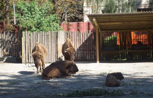 Animais Parque Livre Aviário — Fotografia de Stock