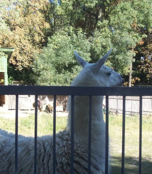 Animales Parque Aire Libre Aviario — Foto de Stock