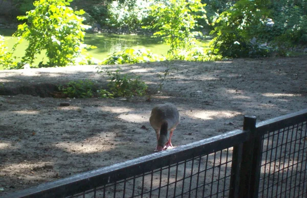 Aves Aviario Parque Aire Libre — Foto de Stock