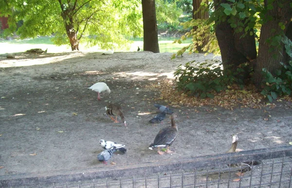 鸟舍露天公园里的鸟 — 图库照片