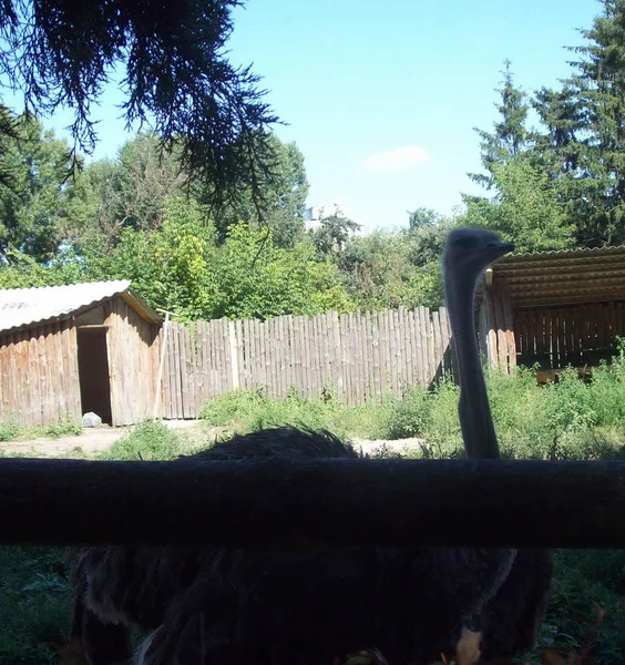 Aves Parque Livre Aviário — Fotografia de Stock