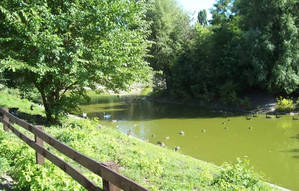 Ptaki Parku Świeżym Powietrzu Woliera — Zdjęcie stockowe