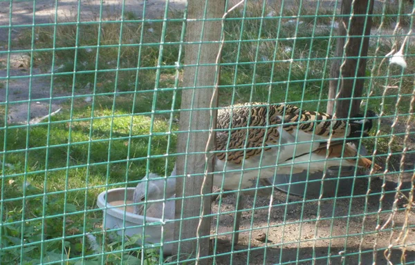 Aves Aviario Parque Aire Libre — Foto de Stock