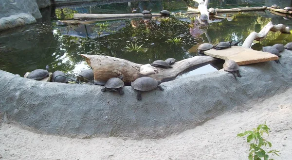 Tortugas Parque Aire Libre Aviario — Foto de Stock